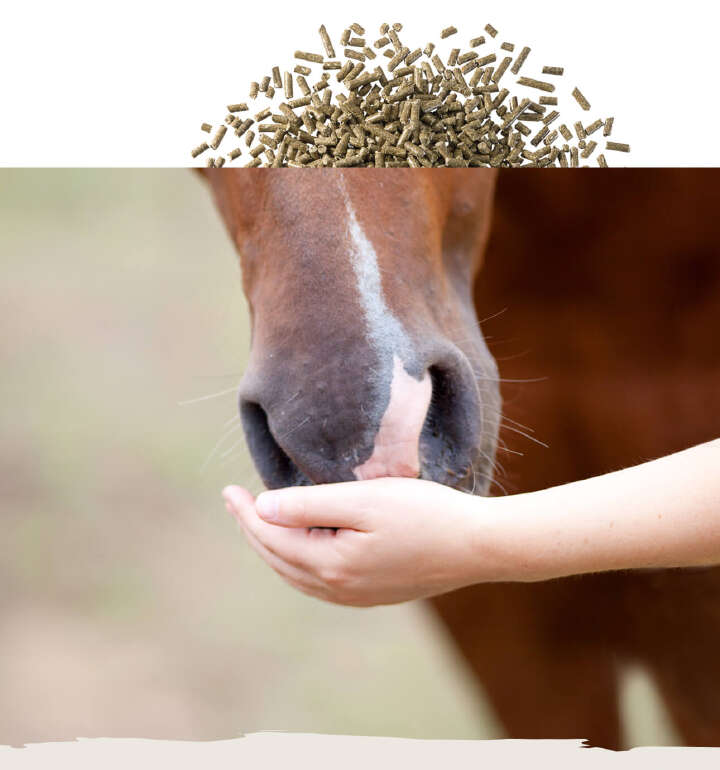 teaser pferd futter pellets